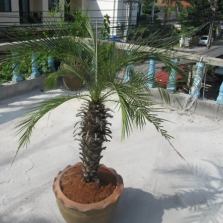 Green Phuket Guesthouse-3